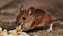24 Hour & Emergency Exterminators in St Clr Shrs, MI